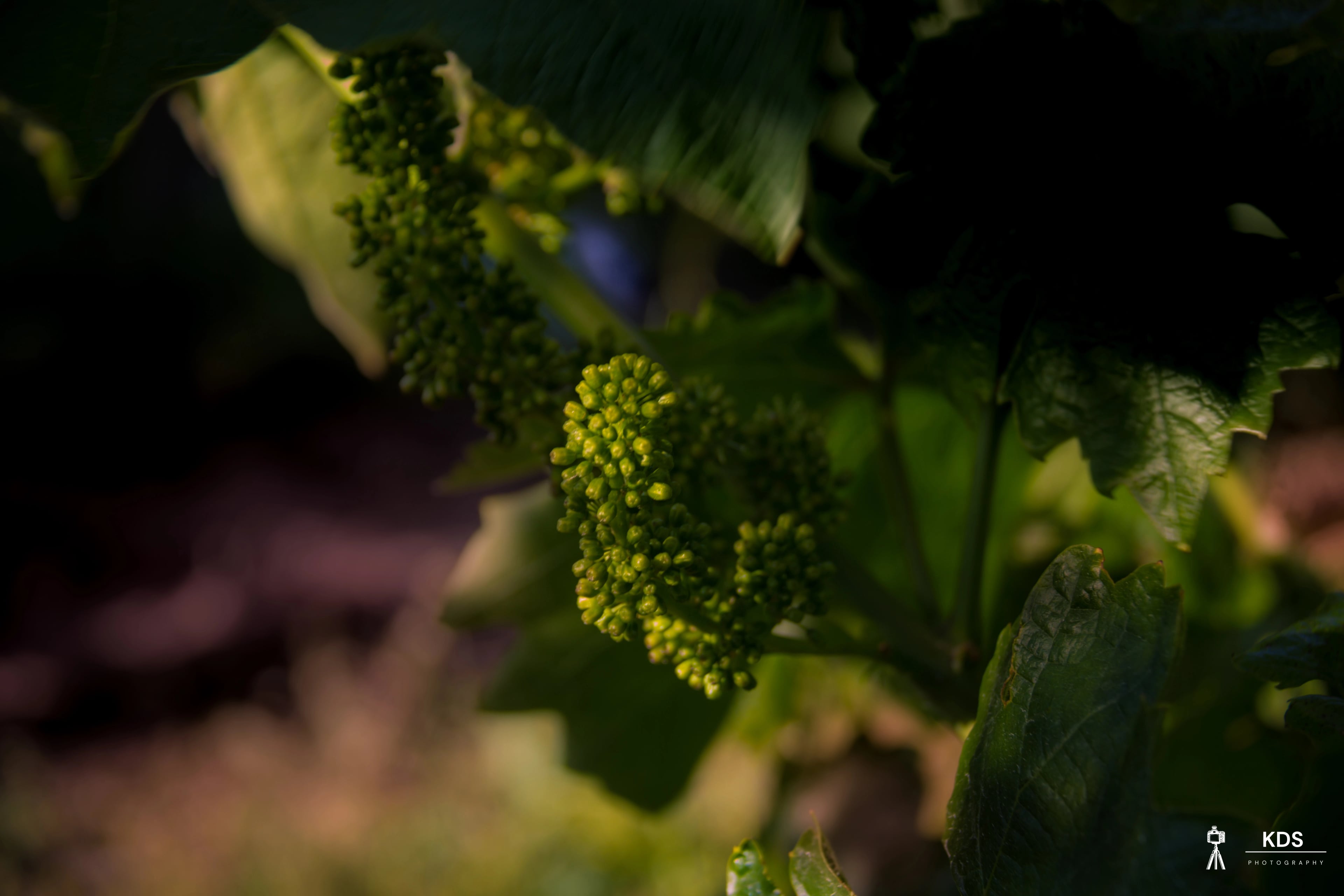 Grapes - Fine art photography