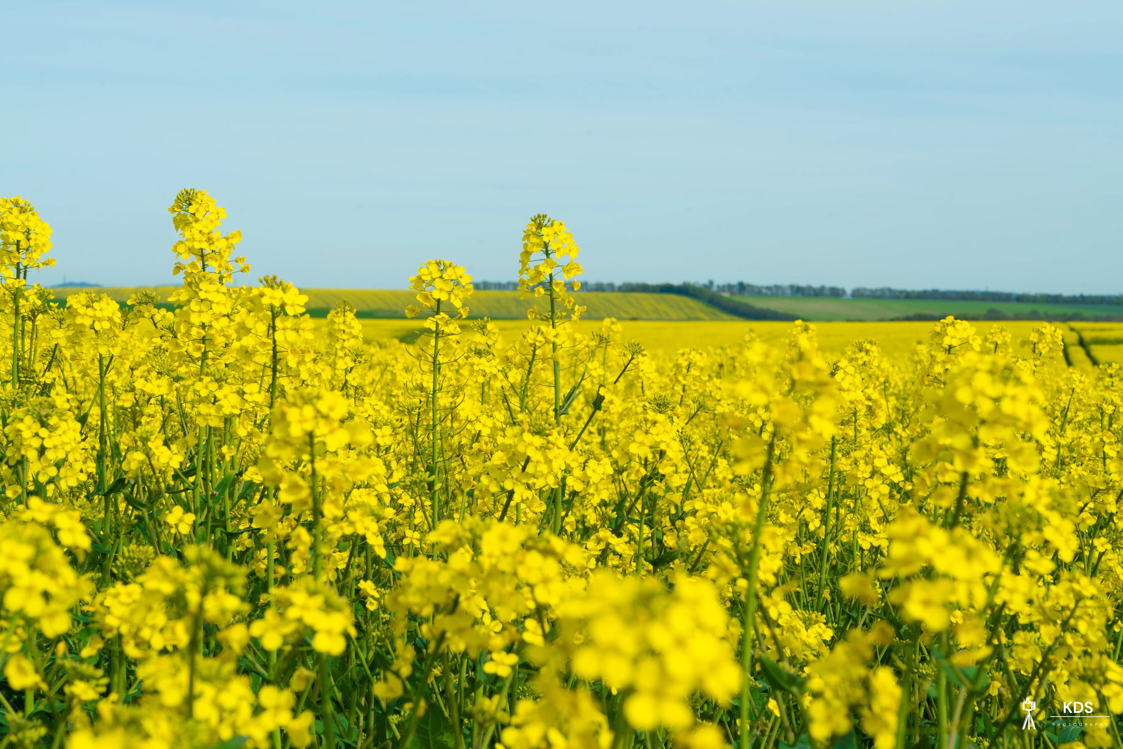 Yellow - Fine art photography